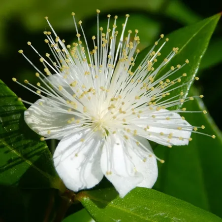 Myrtle 4